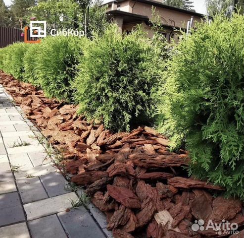 Кора сибирской лиственницы