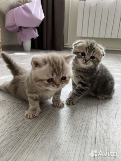 Котята шотландцы