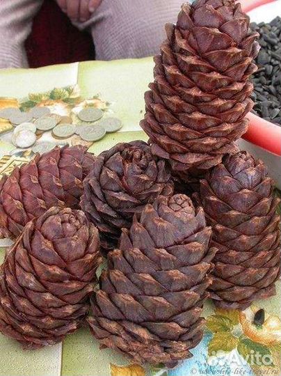 Шишка кедровая(вареная )