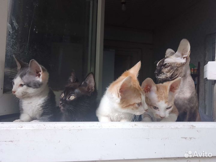 Котята (полукровки сфинкса) отдам