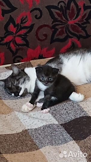 Кошки в добрые руки