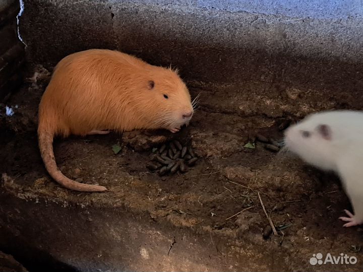 Нутрии и кролики