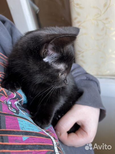 Котята в добрые руки мальчики