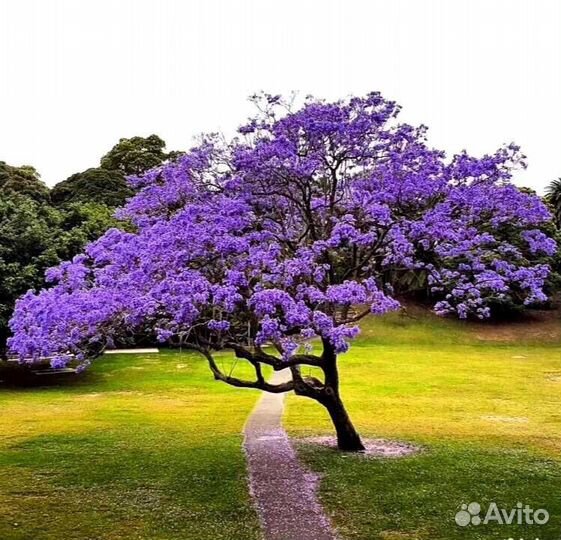 Саженцы Павловния