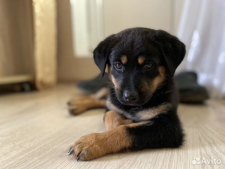 Щенок в добрые руки