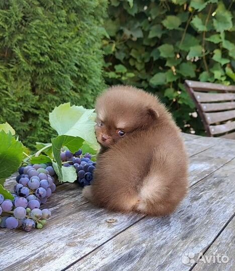 Коротко о размере. Микро Шпиц