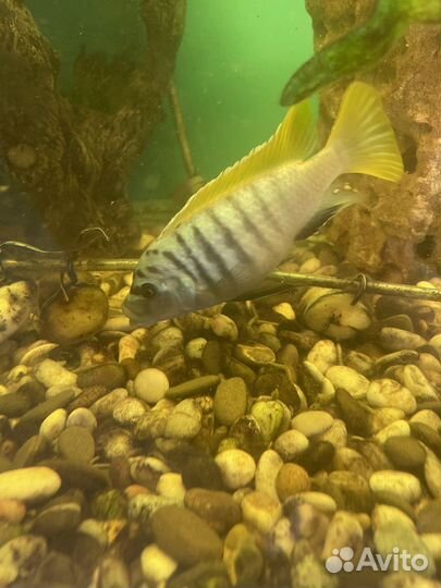 Аквариумные рыбки