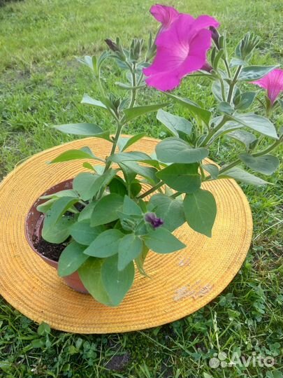 Продажа цветов петунии ампельной