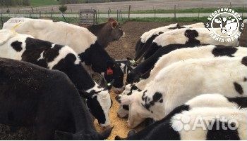 Телята бычки