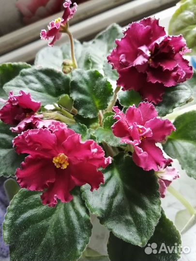 Фиалки детки