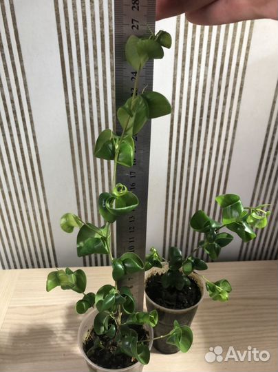 Фикус Бенджамина Барок (Барокко)