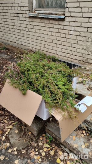 Можжевельник веник,ветки