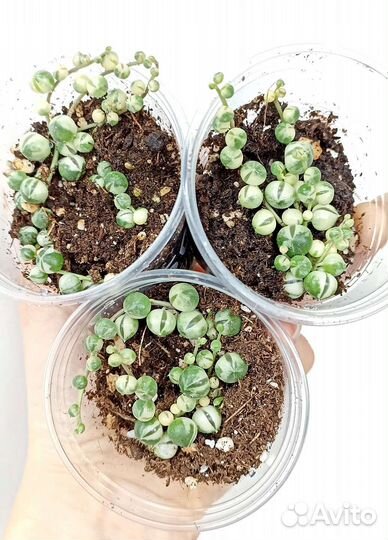 Крестовник суккулент 15 сортов