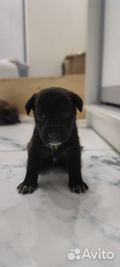 Щенки в добрые руки