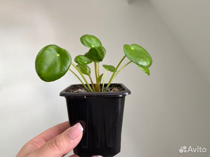 Пилея пеперомиевидная