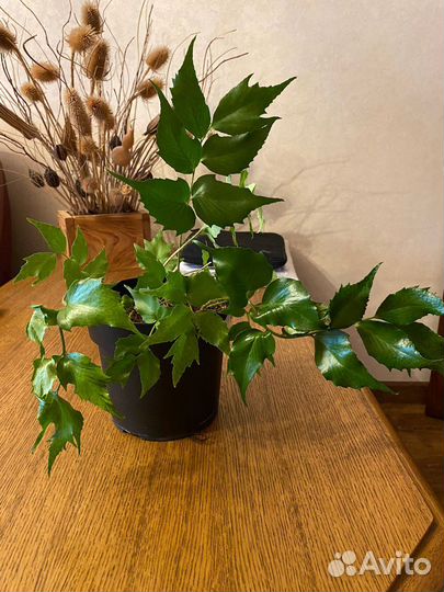 Папоротник циртомиум