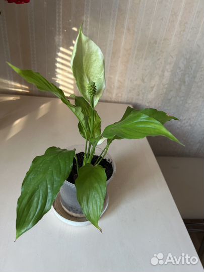 Пеларгония герань, Спатифиллум (женское счастье)