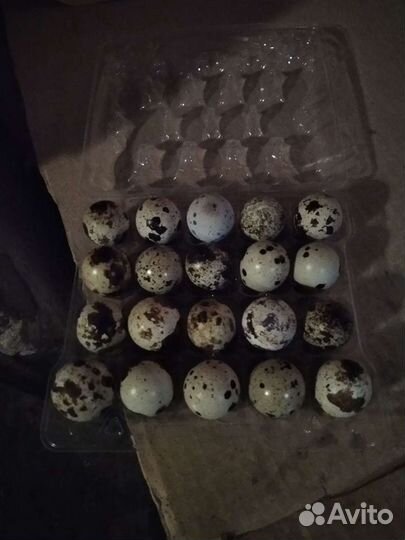 Яйца перепелиные инкубационые