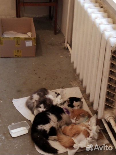 Кот Бегемот и его компания)