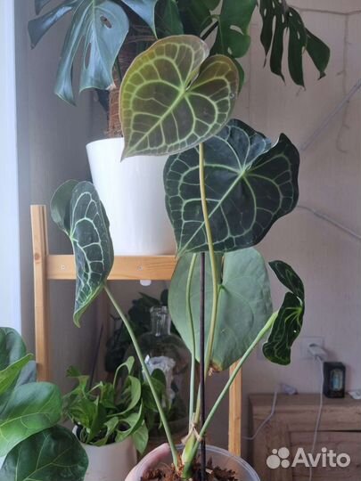 Антуриум кларинервиум