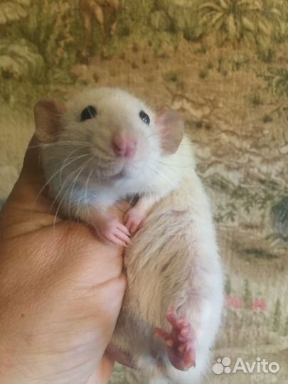 Кудрявые и гладкие сиамские крысята