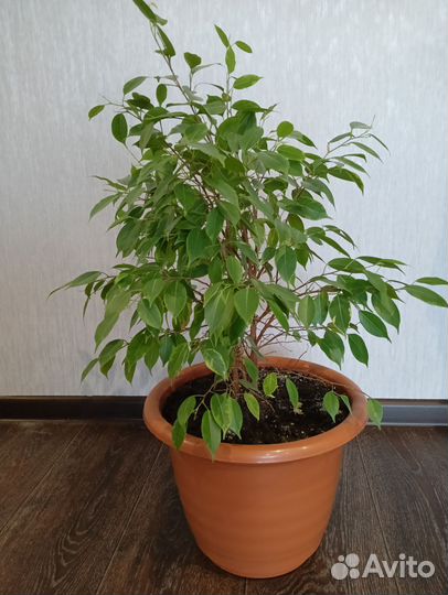 Фикус бенджамина