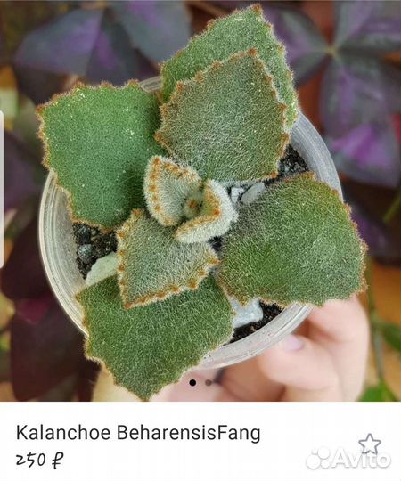 Кактусы и суккуленты