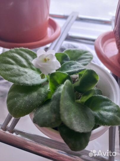 Фиалки продажа