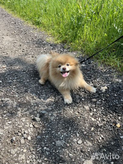 Вязка померанский шпиц