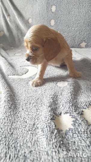 Кокер спаниель