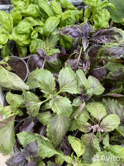 Рассада базилик