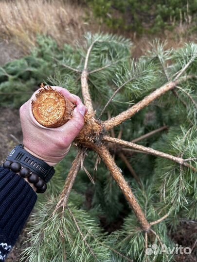 Сосна новогодняя оптом