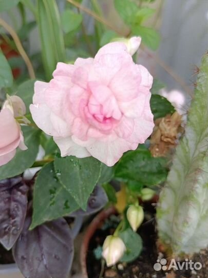 Комнатные цветы