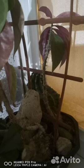 Золотой ус, традесканция и с