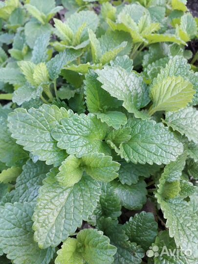 Мята лимонная