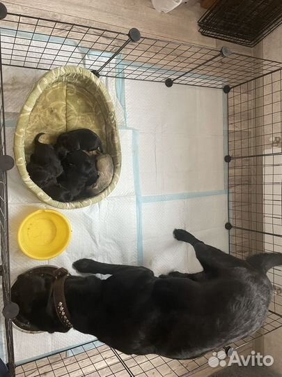 Щенки лабрадора