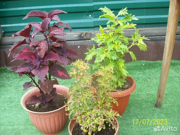 Колеусы разные