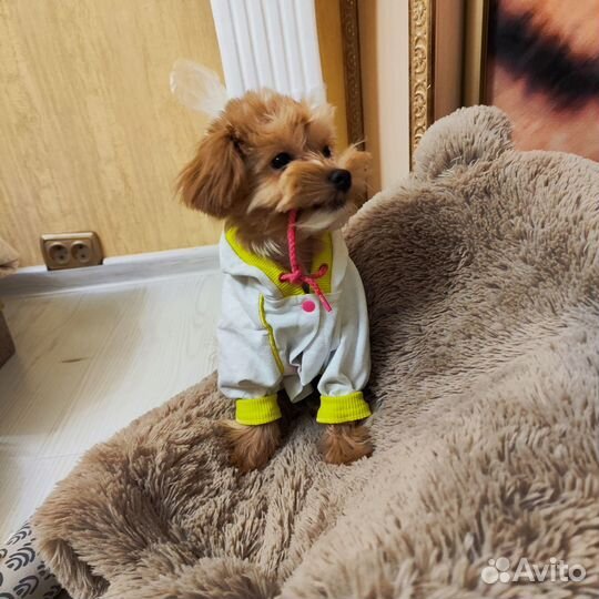 Одежда для собак