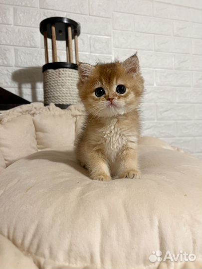 Золотая девочка