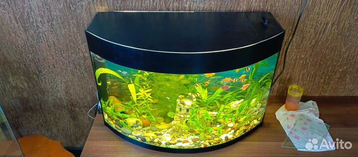 Аквариум панорамный на 120л