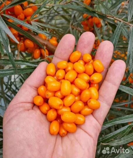 Облепиха саженцы