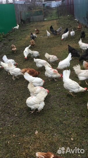 Домашние куриные яйца