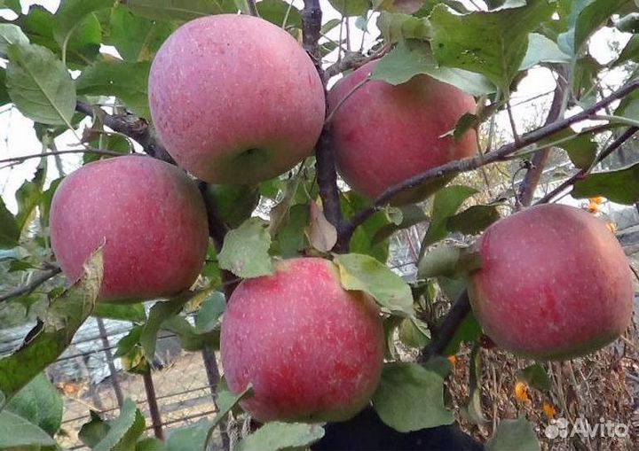 Саженцы яблони Иноред стори М-9