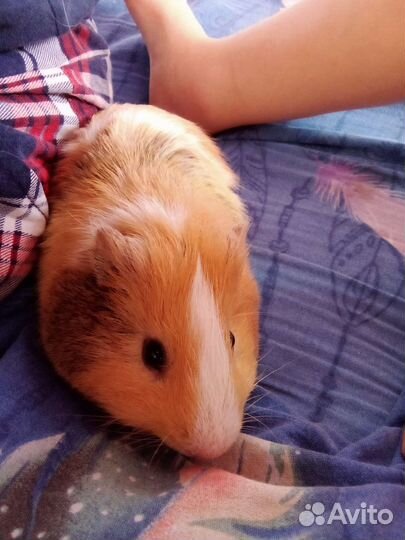 Морская свинка