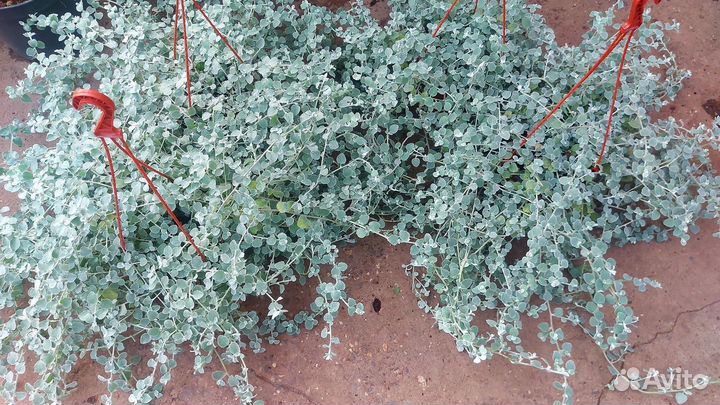 Гелихризум Сильвер