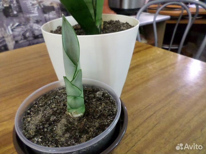 Сансевиерии сортовые