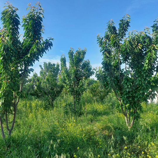 Участок 27 сот. (ИЖС)