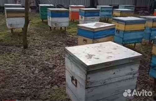 Продажа пчелосемьи