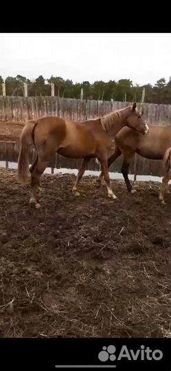 Орловские кобылы с жеребятами