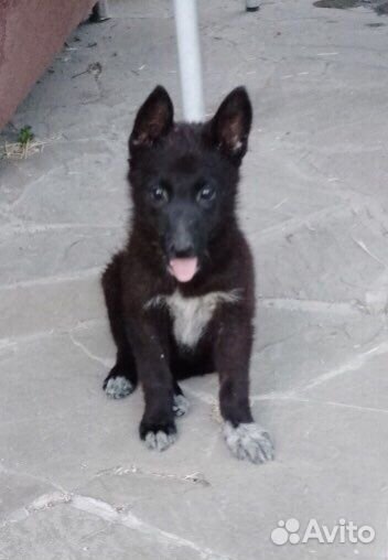 Щенок девочка метис лайки